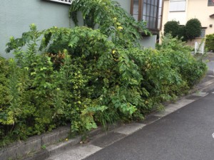 IMG_3599